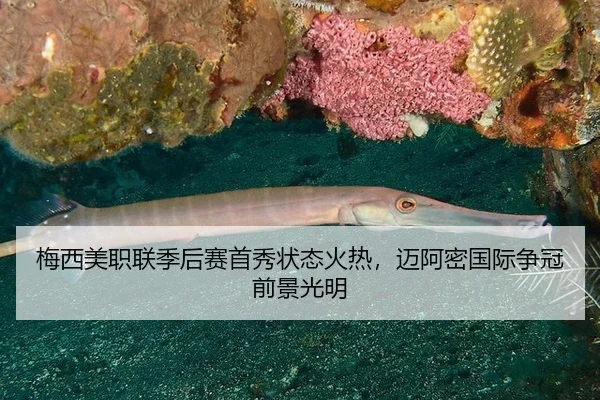 梅西美职联季后赛首秀状态火热，迈阿密国际争冠前景光明